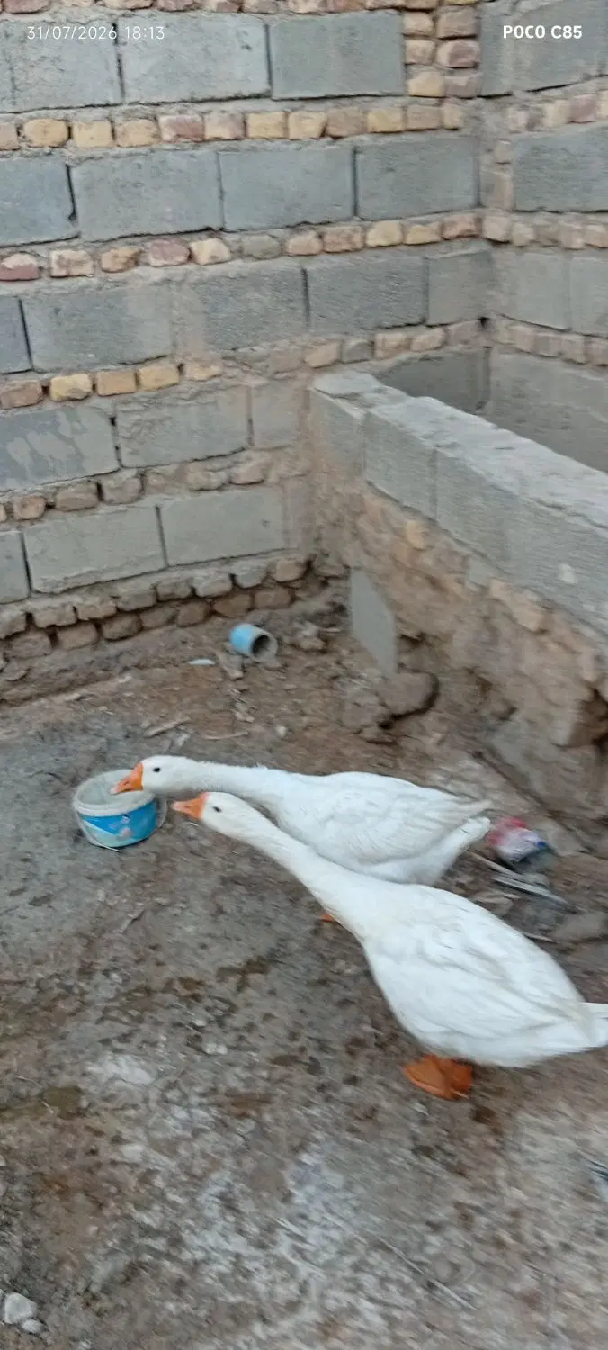 قو غاز|حیوانات مزرعه|کرباسک, |دیوار