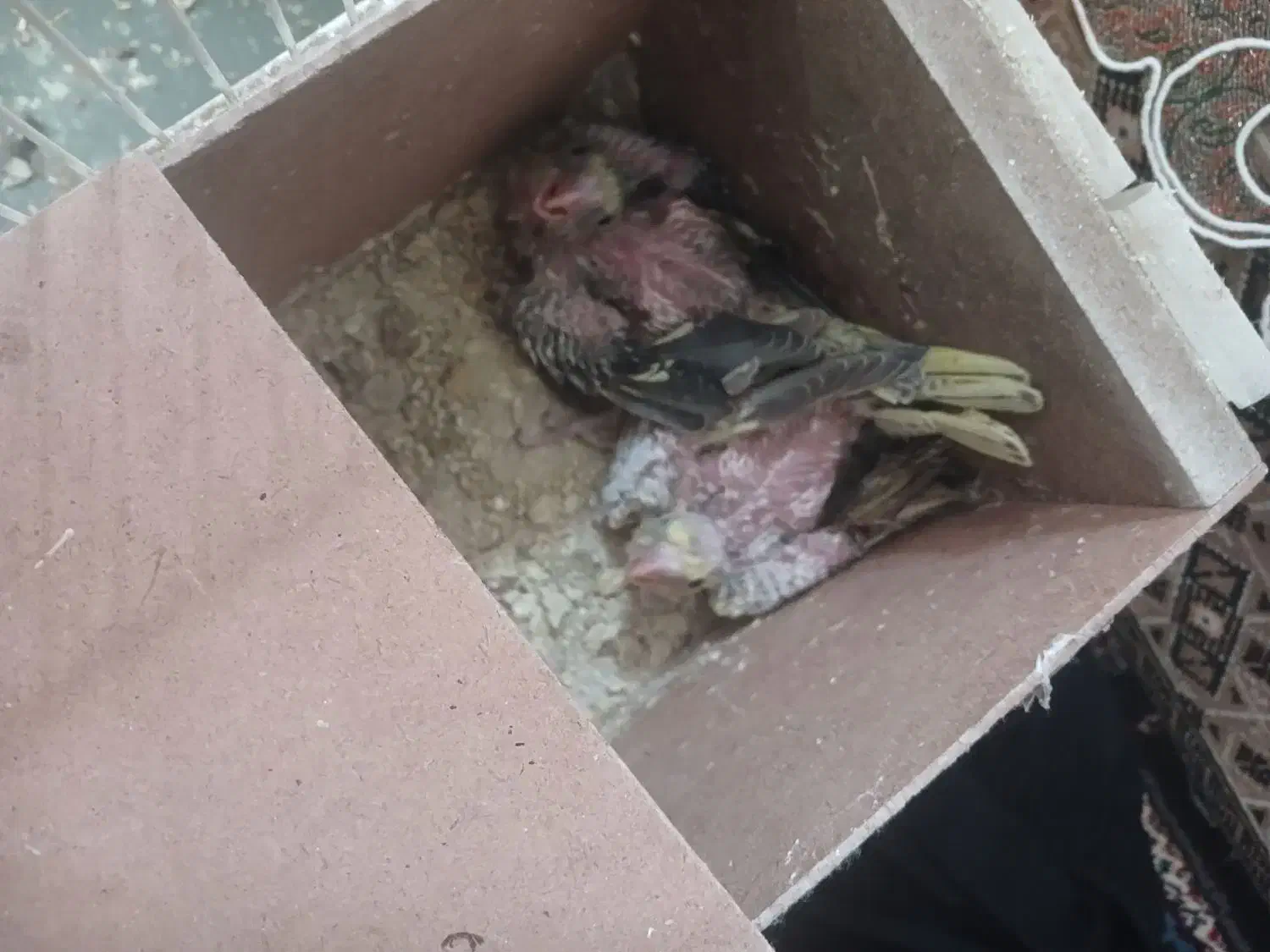 جوجه عروس هلندی|پرنده|مشهد, بهمن|دیوار