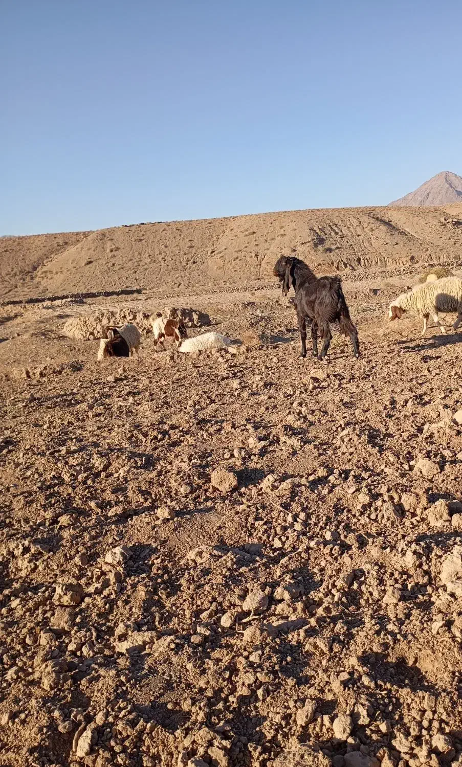 نربز پاکستانی|حیوانات مزرعه|سلامی, |دیوار