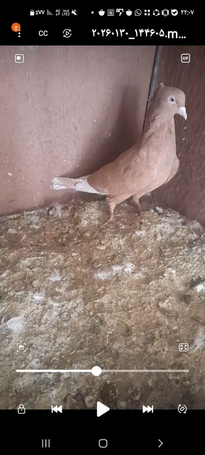 کبوتر|پرنده|فسا, |دیوار