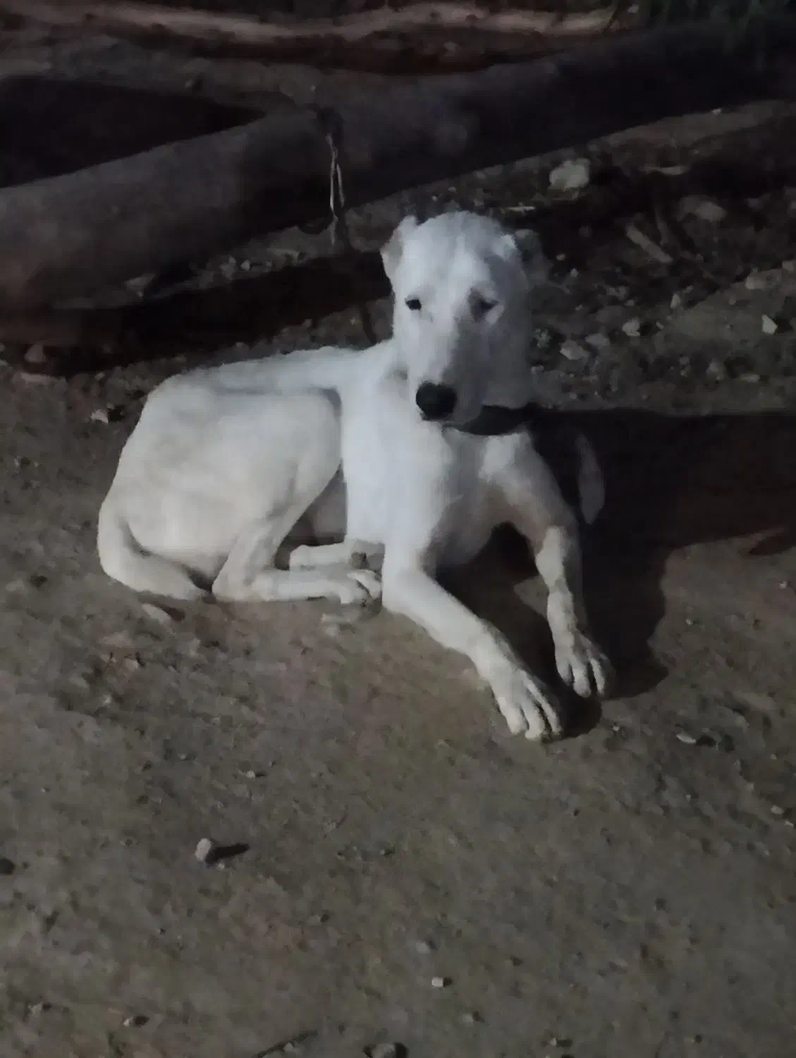 سگ سفیدگمشده|سگ|برازجان, |دیوار