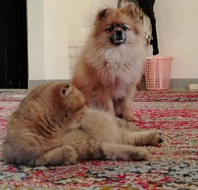 اسکاتیش مانچکین زیبا|گربه|اصفهان, آبشار|دیوار