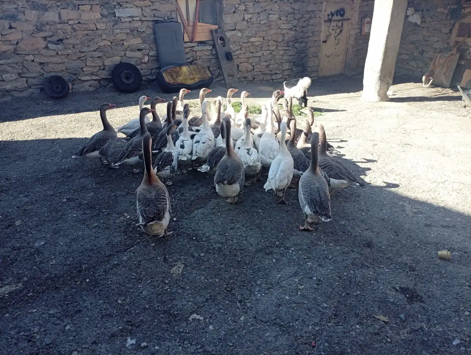 قاز و قوقاز|حیوانات مزرعه|بانه, |دیوار