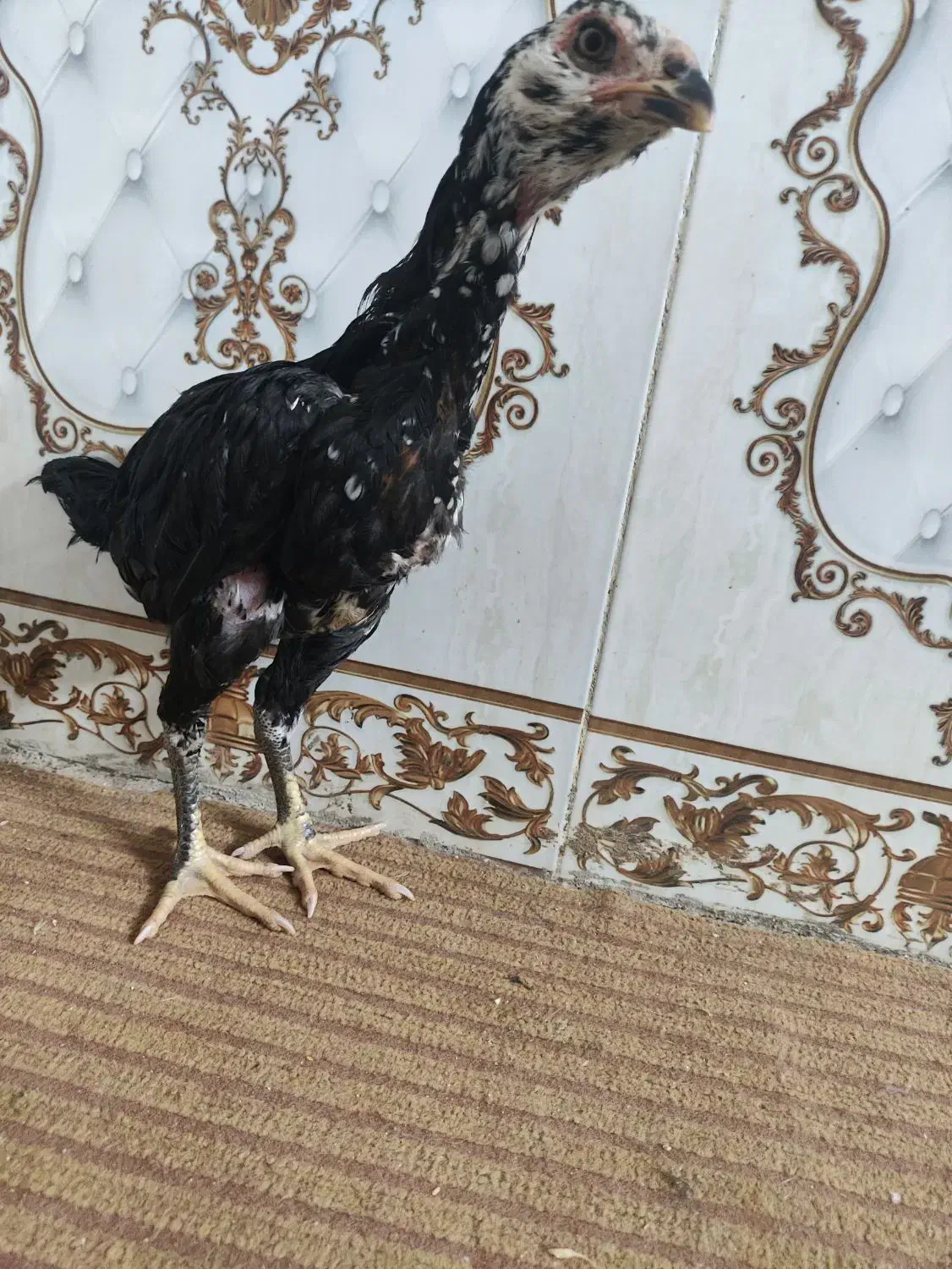 جوجه لاری اوشامو مرغ و خروس اصل دانگ بالا|حیوانات مزرعه|زاهدان, |دیوار