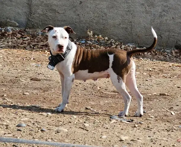 سگ پیتبول ماده|سگ|شوشتر, |دیوار