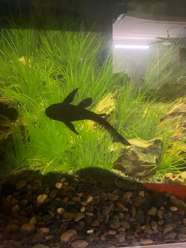 اکواریوم|ماهی|یزد, |دیوار