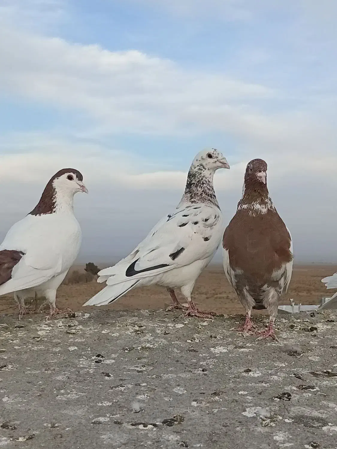 کبوتر|پرنده|تربت جام, میان جام|دیوار