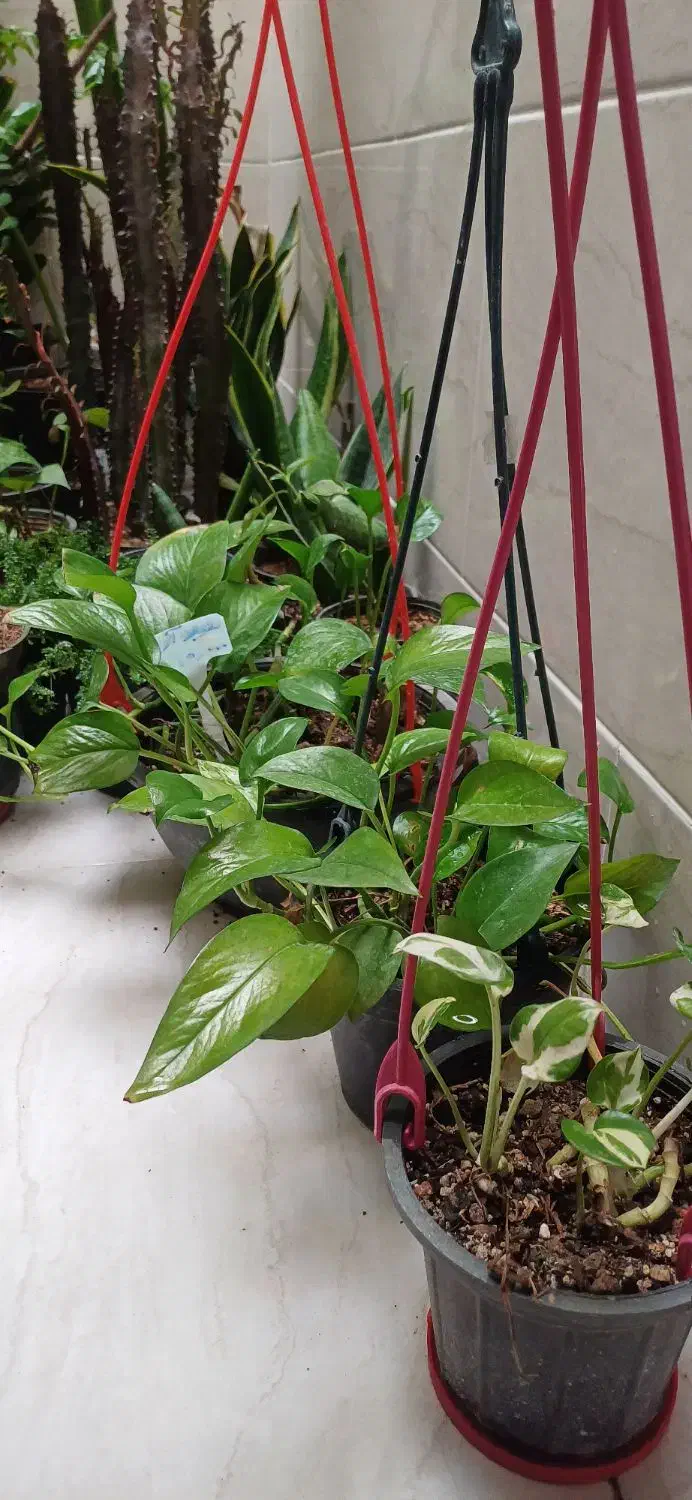 گل و گیاه آپارتمانی|گل و گیاه طبیعی|کازرون, |دیوار