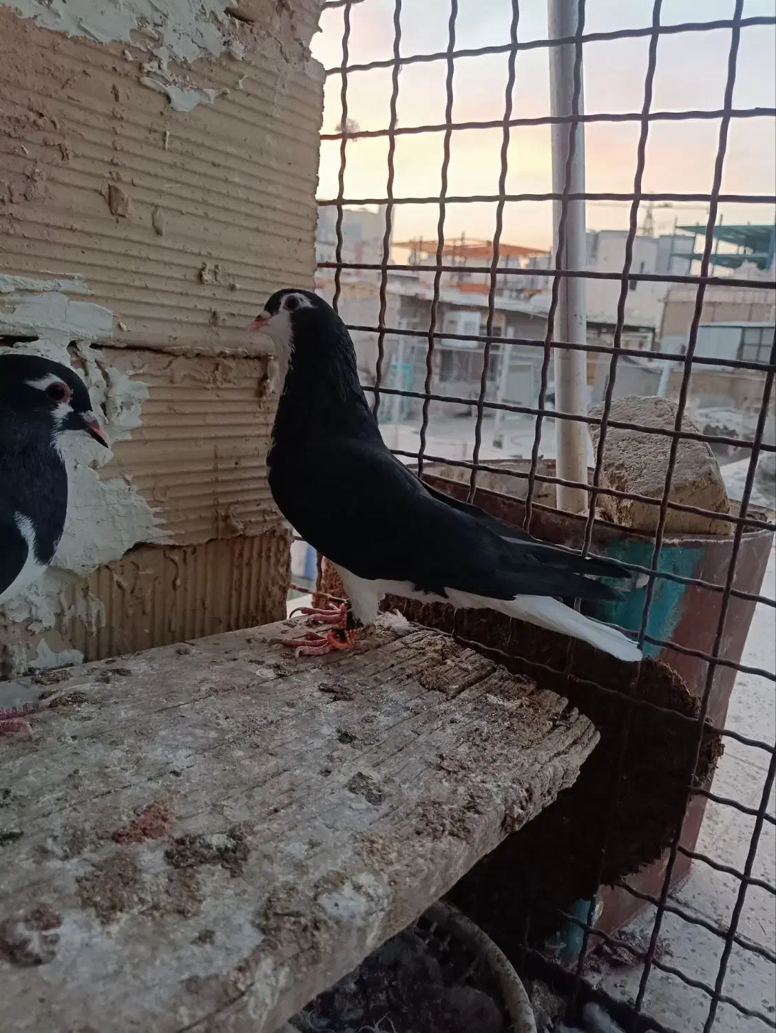 کبوتر رنگه ساده طوقی کله|پرنده|مشهد, عیدگاه|دیوار