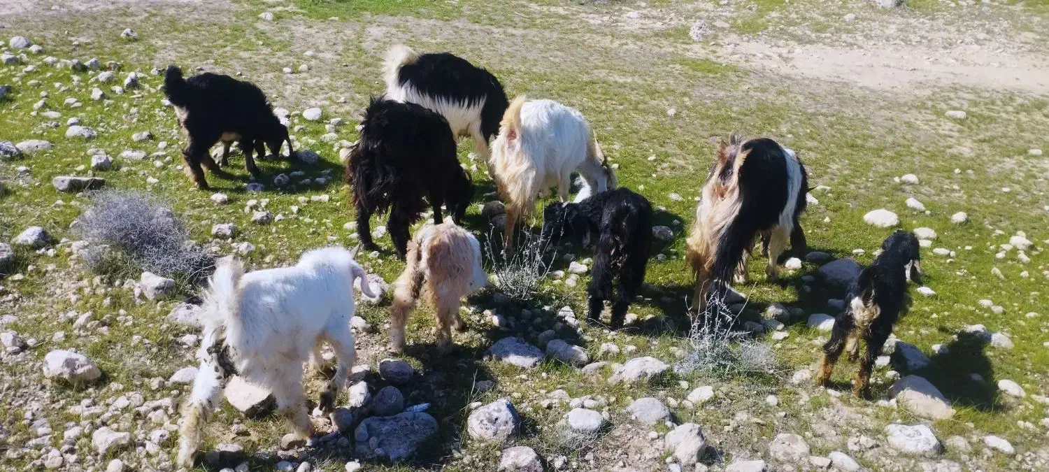 تعداد هشت راس بز داشتی جوان بفروش می رسد رسد|حیوانات مزرعه|فراشبند, |دیوار