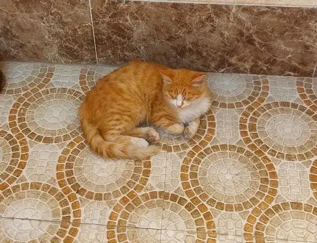 گمشده در سامانسر کوچه صفایی|حیوانات|بندر انزلی, سامانسر|دیوار