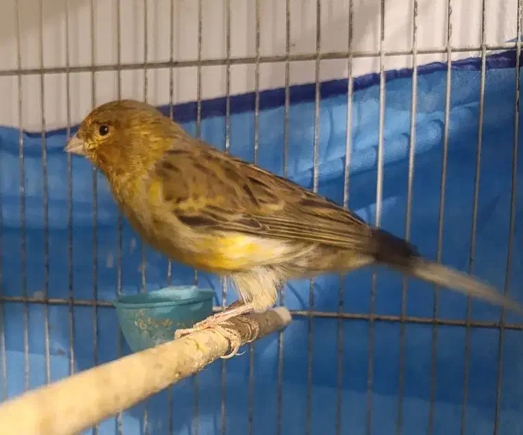 دیوار...قناری نر|پرنده|ملایر, |دیوار