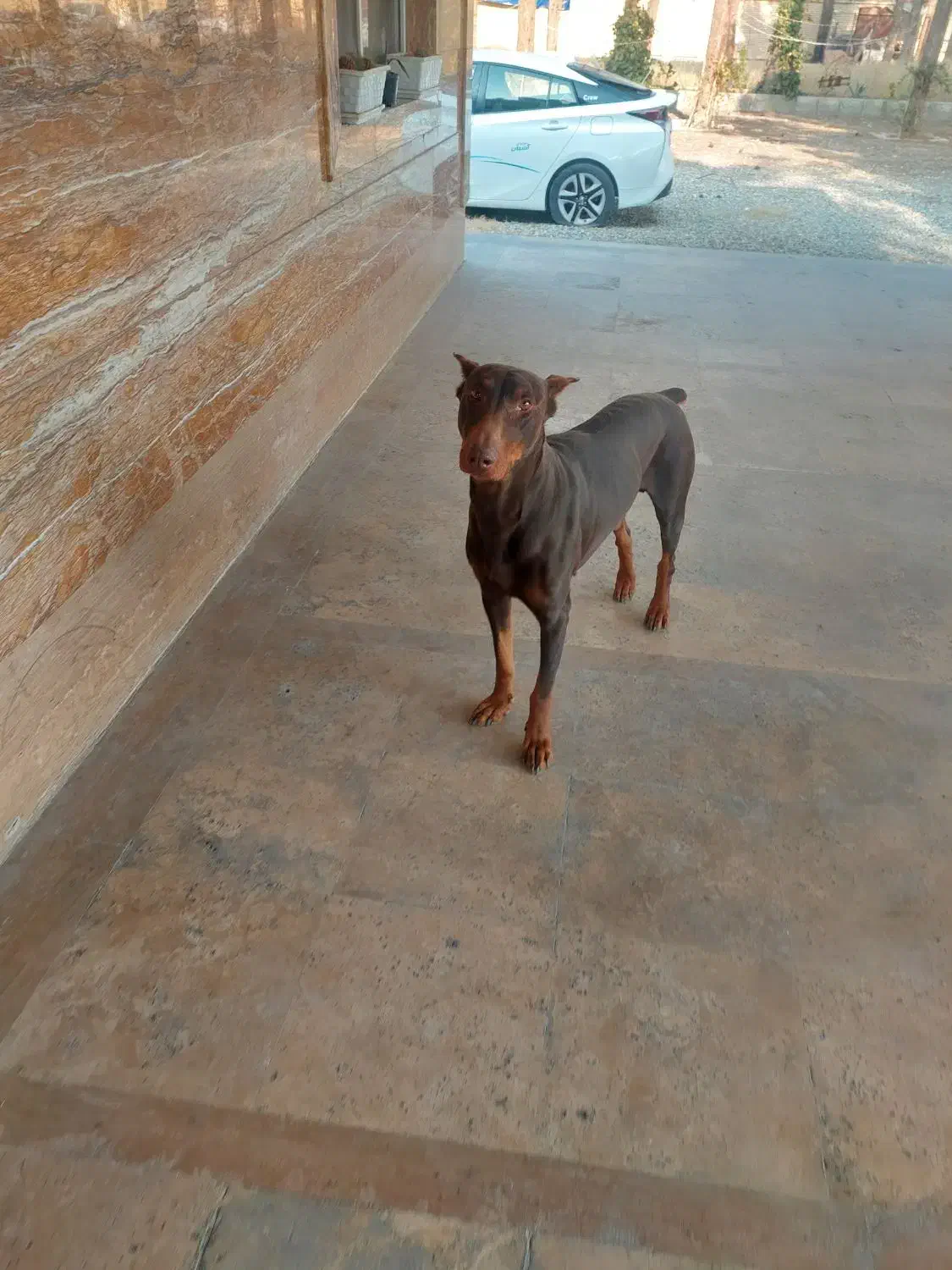 سگ دوبرمن اماده جفت|سگ|کهریزک, |دیوار