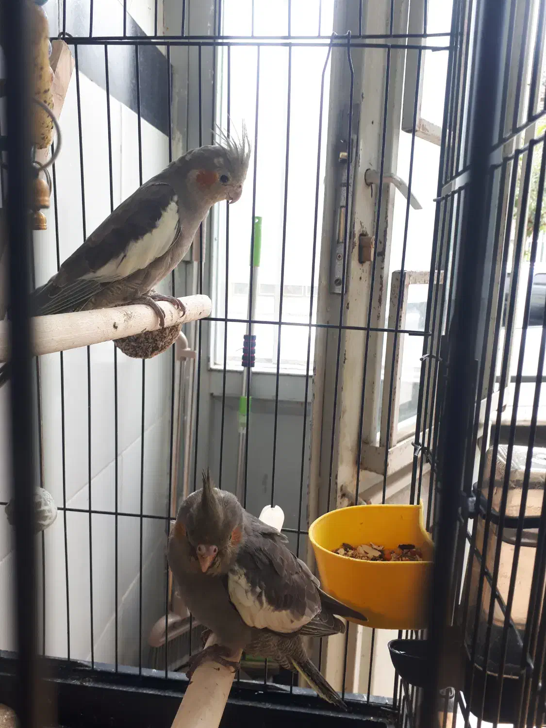 عروس هلندی سخنگو|پرنده|گنبد کاووس, |دیوار