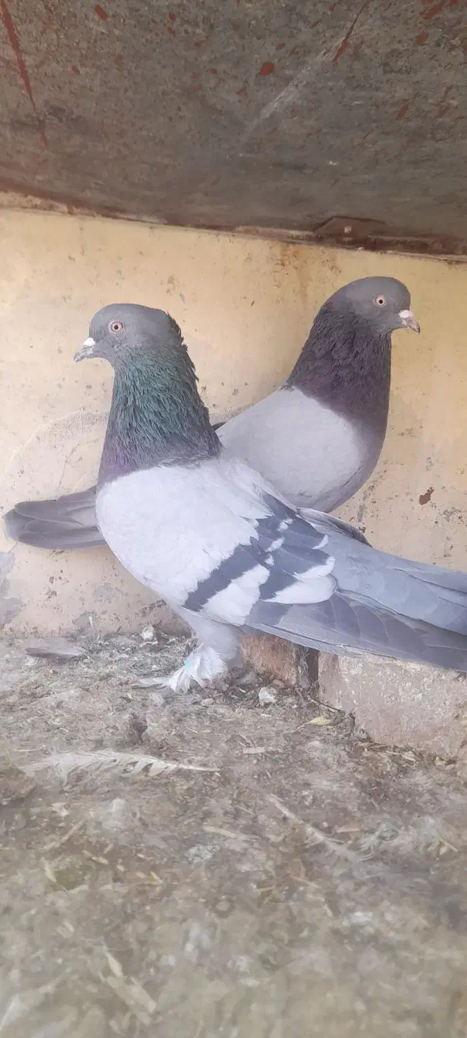 کبوتر نر و ماده|پرنده|خمینی‌شهر, |دیوار