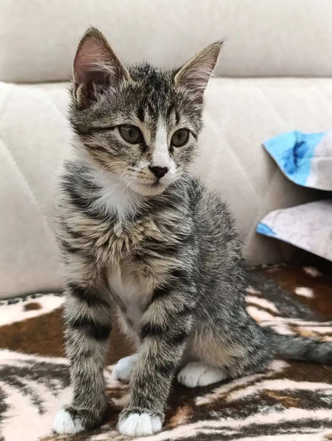 واگذاری رایگان گربه دو ماهه بازیگوش ولی مظلوم|گربه|ارومیه, |دیوار