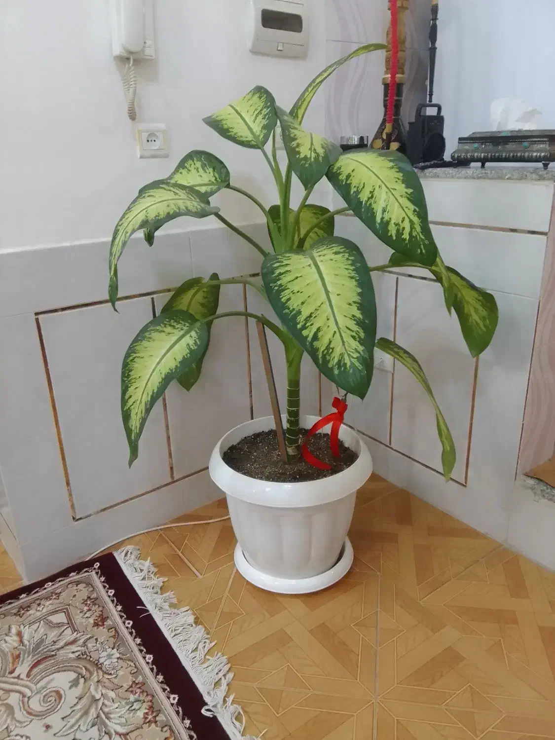 گل دیفن‌ باخیا شاداب سرحال|گل و گیاه طبیعی|شهرضا, |دیوار