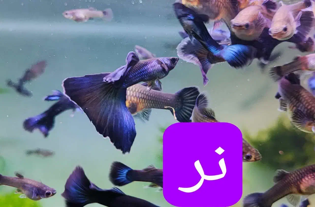 گوپی بلو مسکو|ماهی|تهران, استخر|دیوار