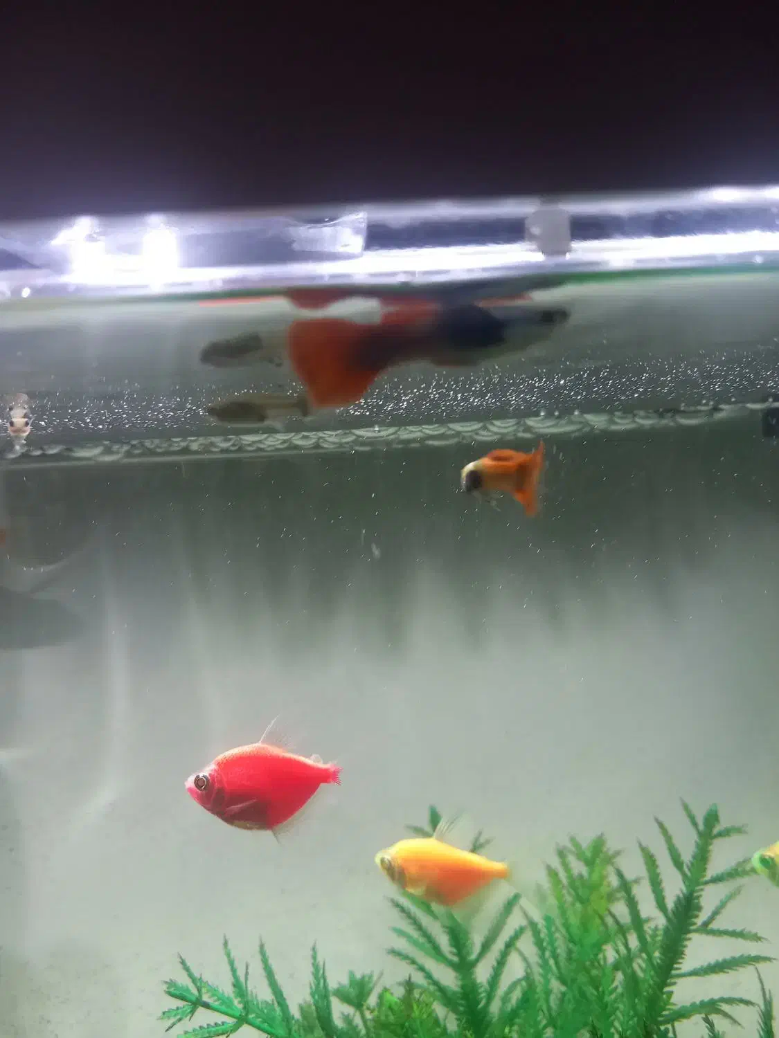 ماهی آکواریومی|ماهی|مشهد, امامیه (شهرک غرب)|دیوار