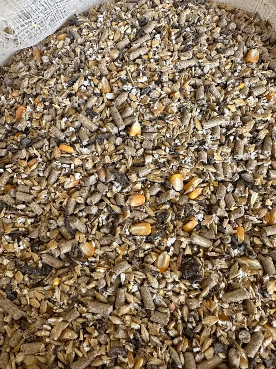 خوراک دام اجیلی مناسب پروار بندی و داشتی|لوازم جانبی حیوانات|مراوه, |دیوار