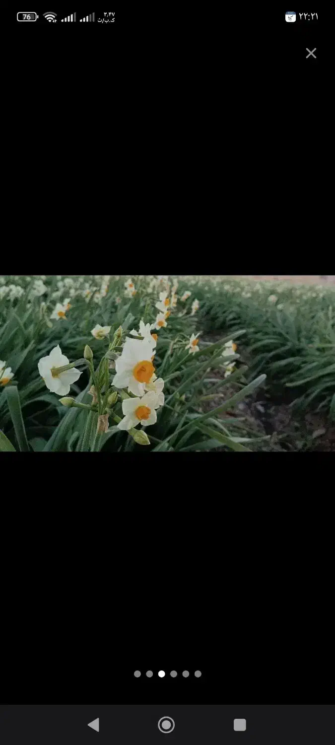 گل نرگس.|گل و گیاه طبیعی|خان ببین, |دیوار