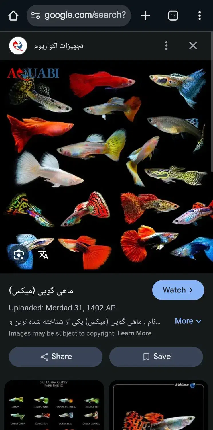 اکواریوم به همراه ماهی گوپی و تجهیزات|ماهی|رشت, شهریاران|دیوار