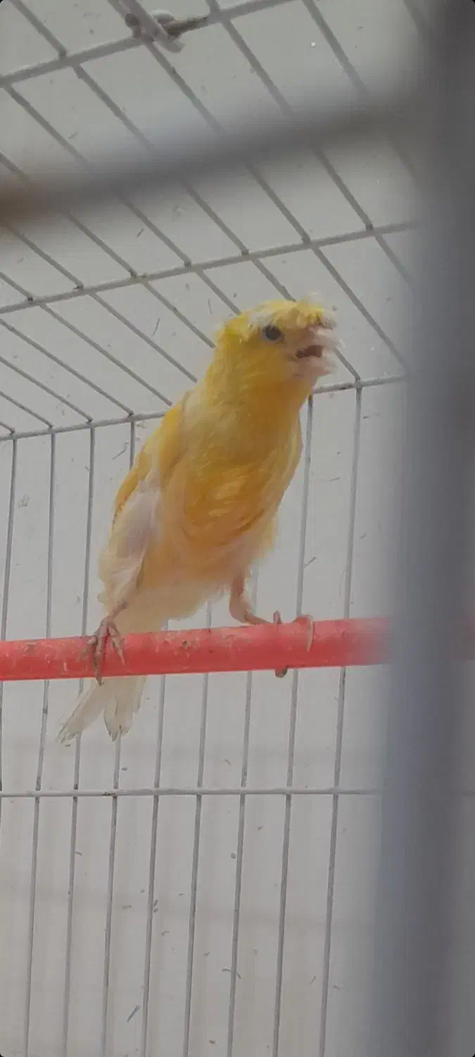 قناری ماده|پرنده|تربتحیدریه, شهرک ولیعصر|دیوار