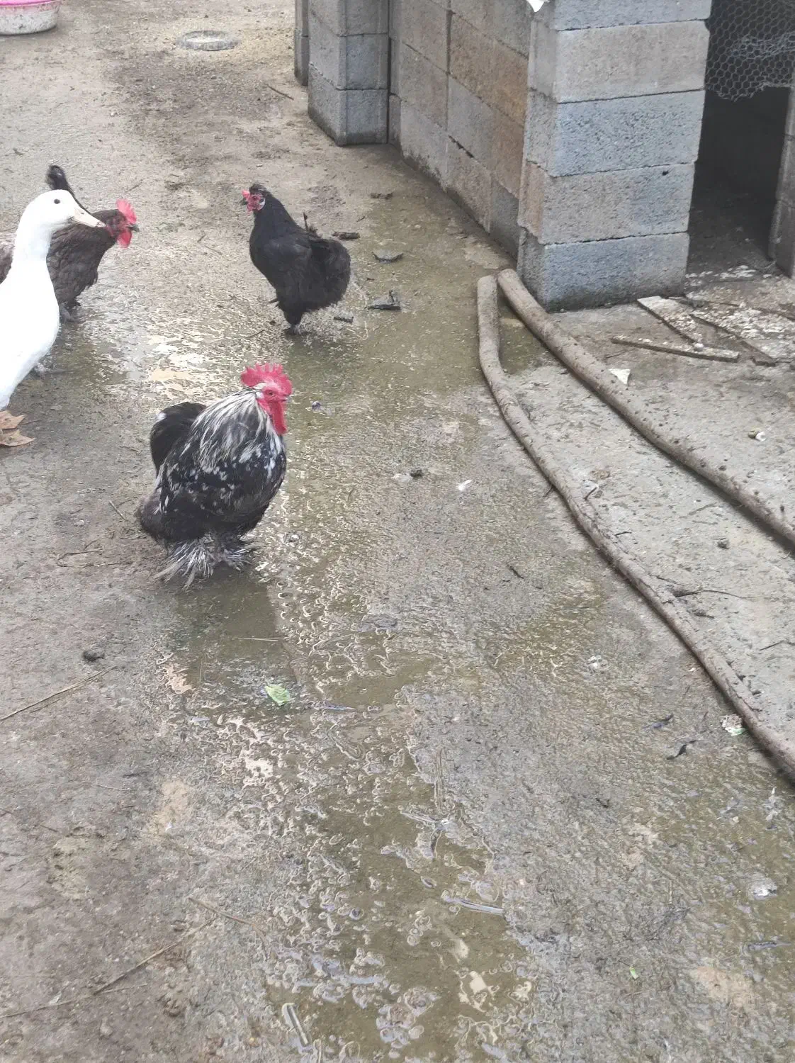 فروش خروس زینتی زیبا|حیوانات مزرعه|نوشهر, |دیوار