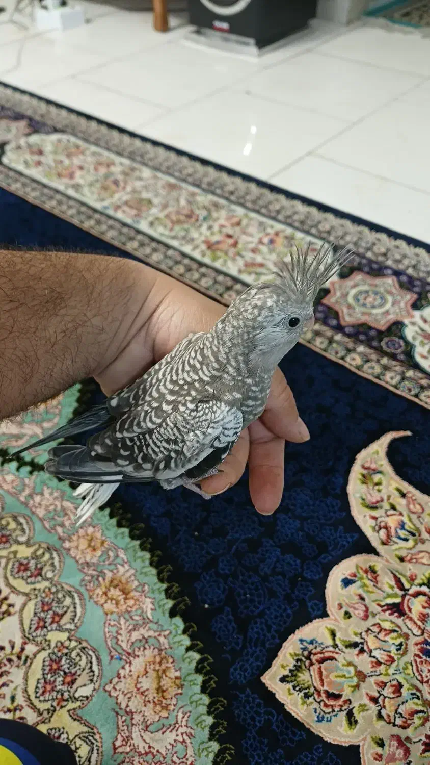 عروس هلندی جوجه|پرنده|ماهدشت, |دیوار