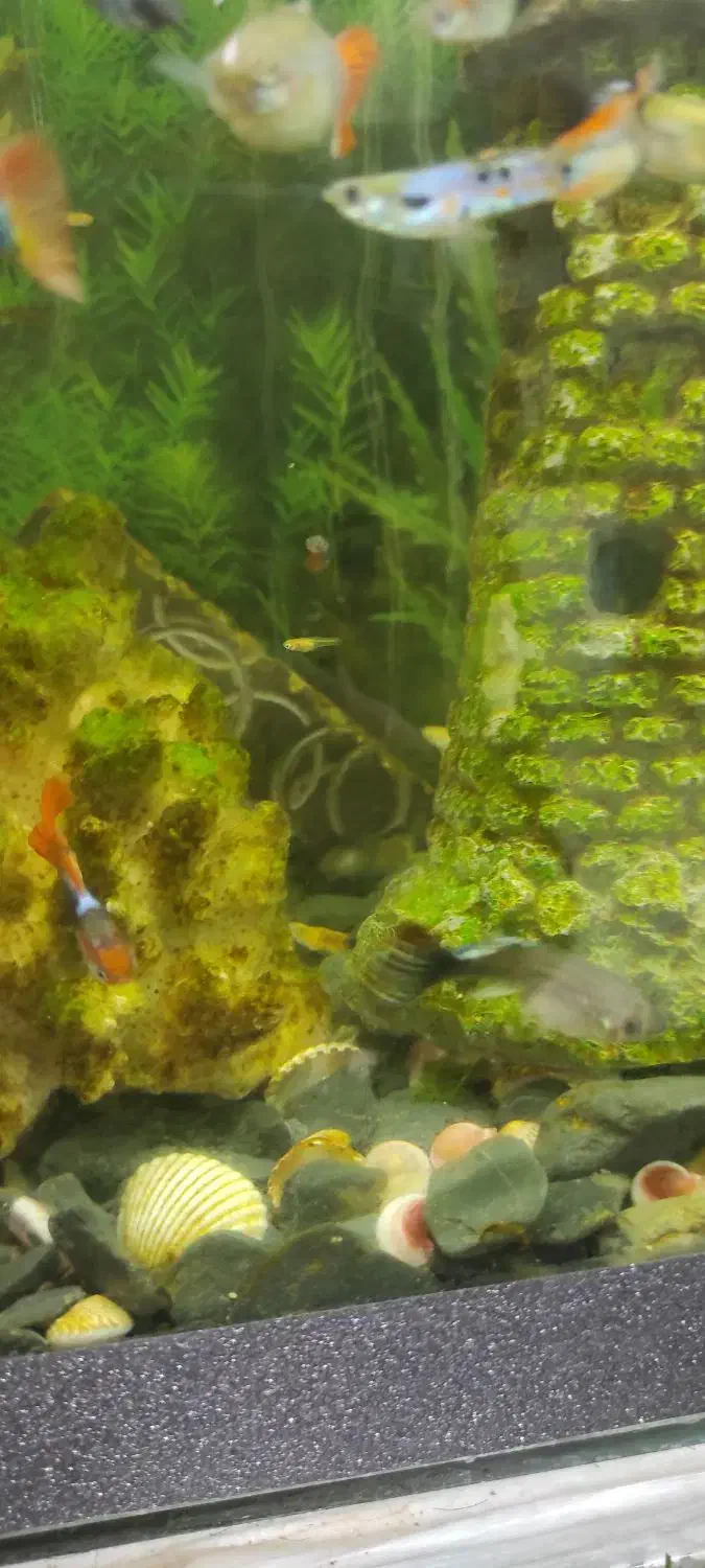 ماهی گوپی(گپی)|ماهی|کرمانشاه, |دیوار