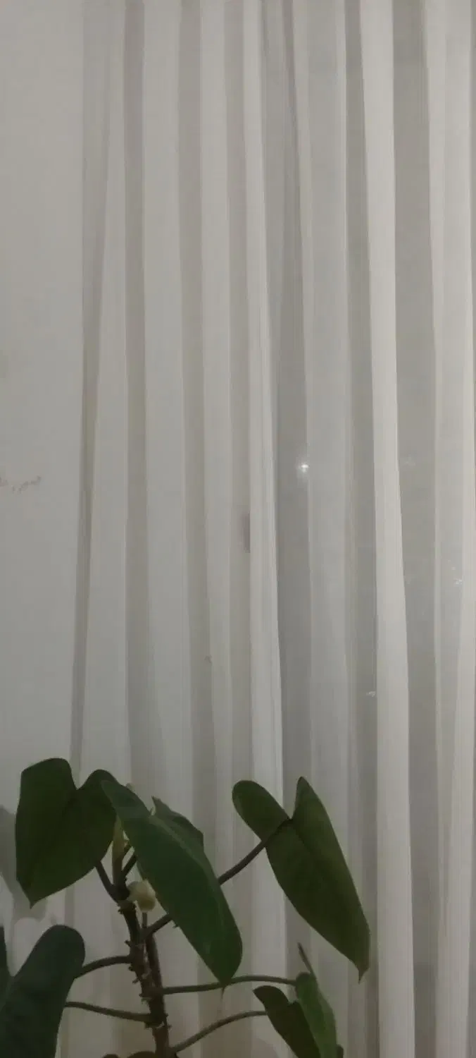 پرده  و دستک|پرده، رانر، رومیزی|تربت‌حیدریه, ۴۵ متری|دیوار