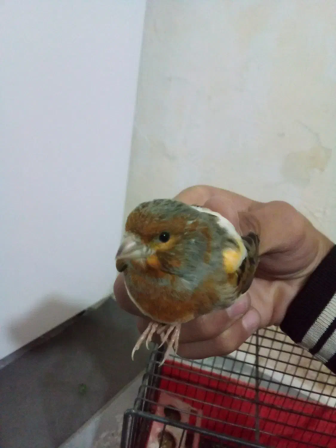 فروش قناری حراج حراج سالم سرحال|پرنده|ایلام, |دیوار