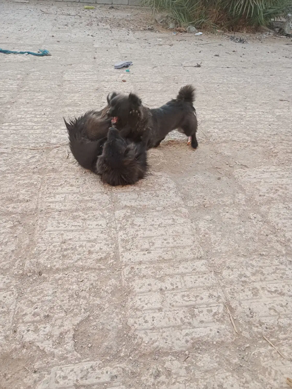 یک جفت سگ پاکوتاه پامر اشپیتز ژاپنی سیاه یک ساله و|سگ|بمپور, |دیوار