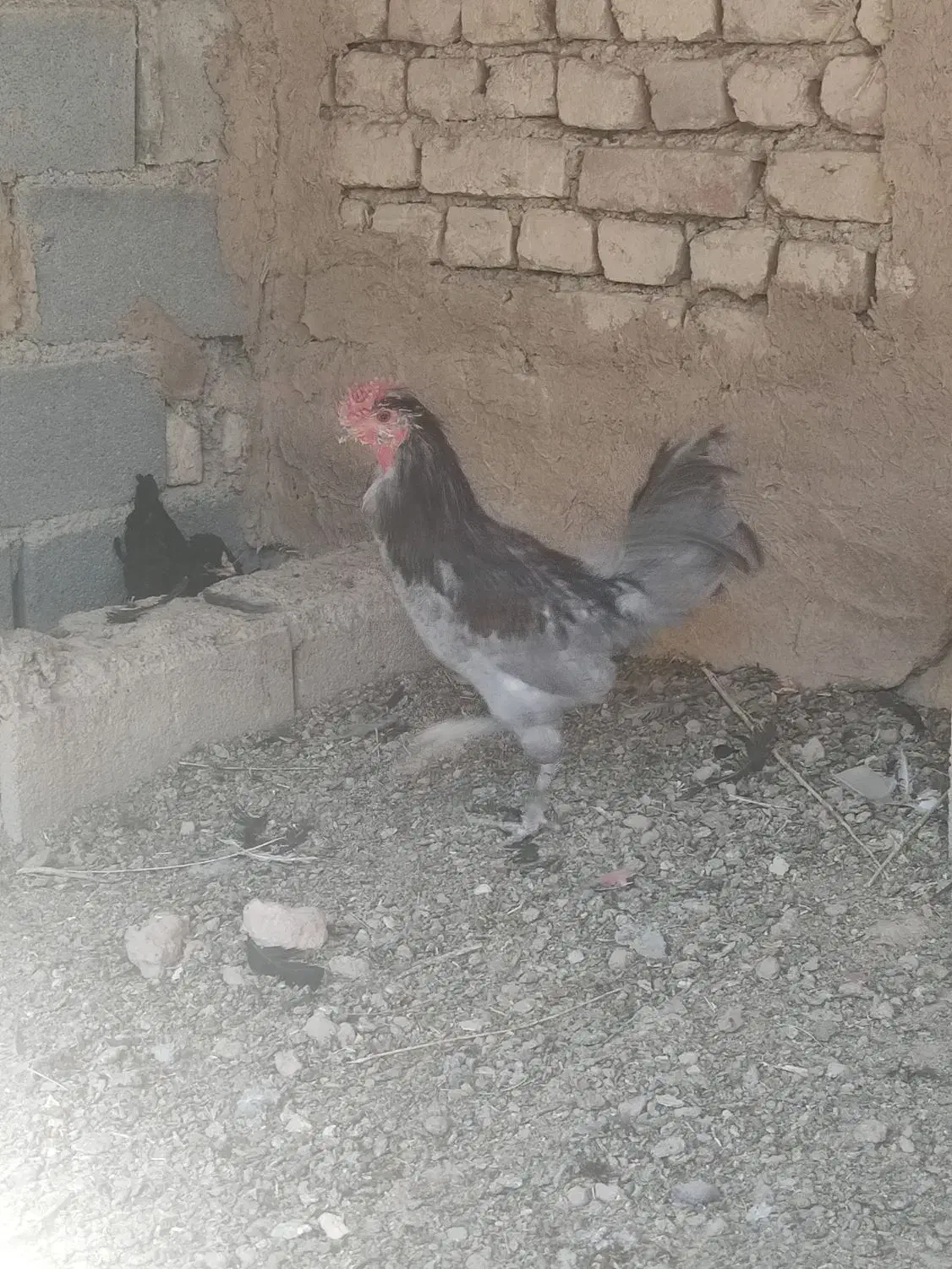 خروس گلین طوسی|حیوانات مزرعه|شهرضا, |دیوار