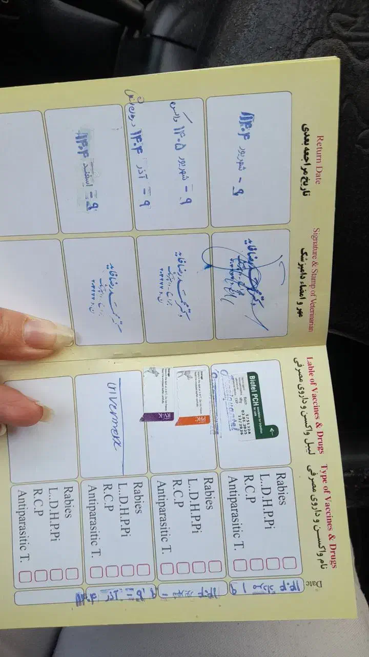 گربه خانگی|گربه|یزد, |دیوار