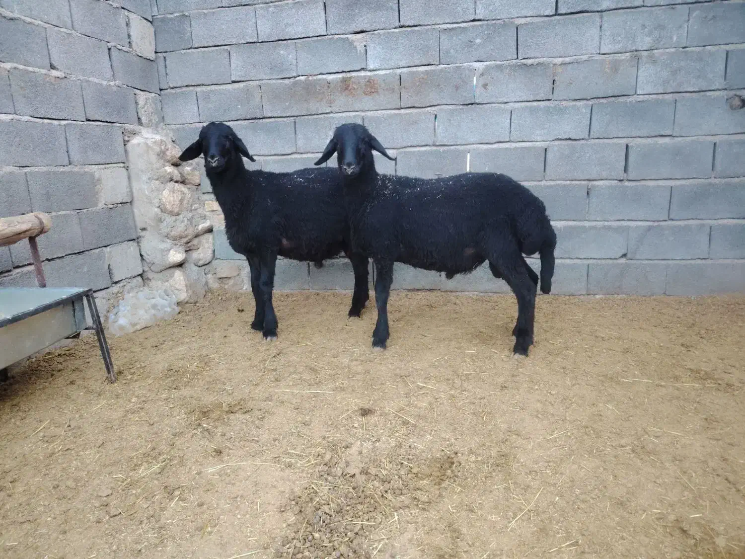 بره قوچ همو و هترو|حیوانات مزرعه|کمیجان, |دیوار