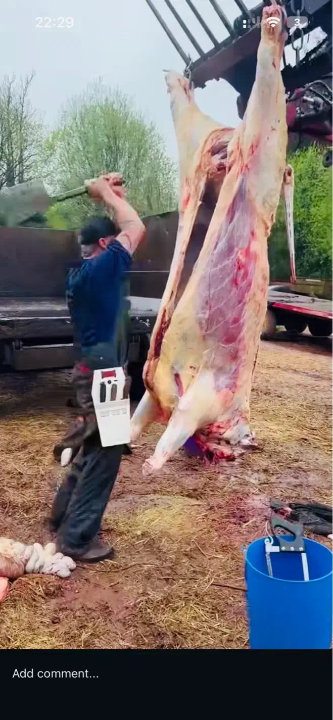 طهران دام     فروش ویژه گوسفند زنده|حیوانات مزرعه|تهران, تهرانسر غربی|دیوار