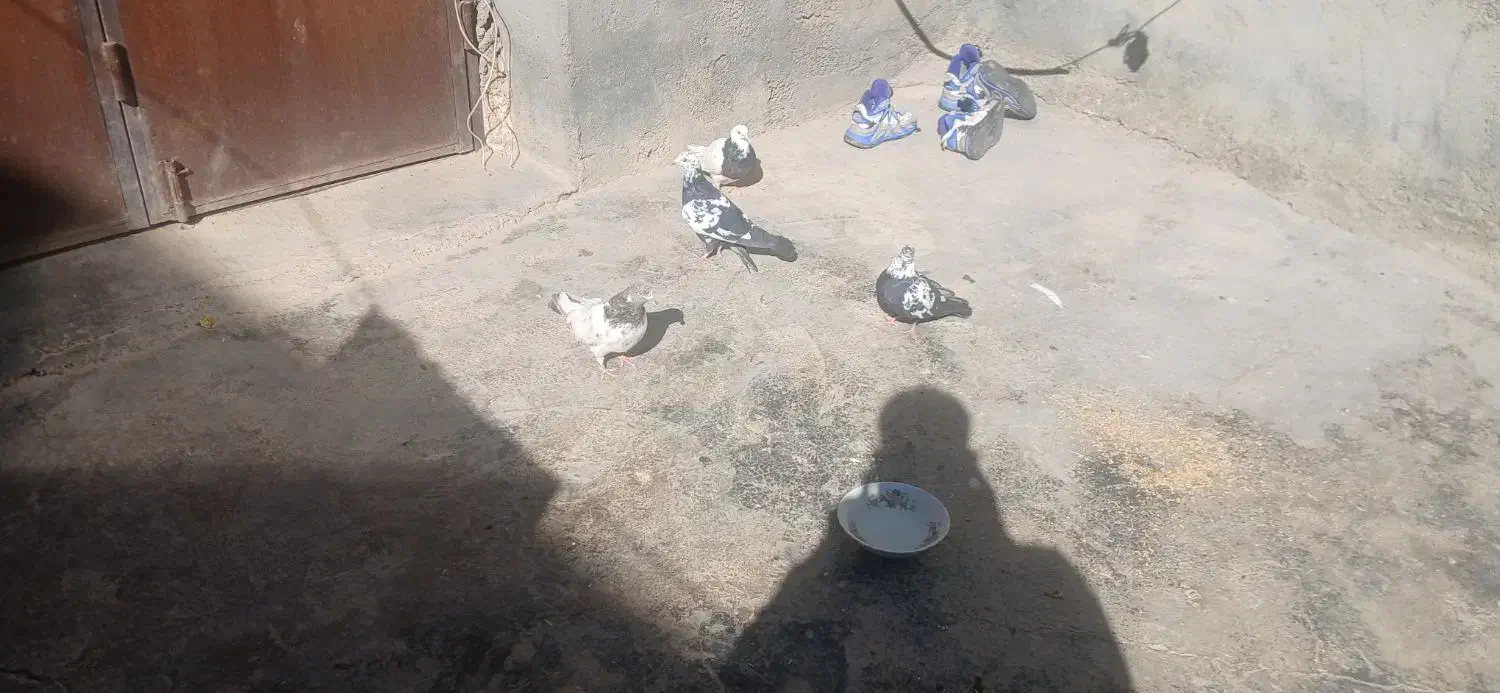 سلام وعرض ادب|پرنده|دهگلان, |دیوار