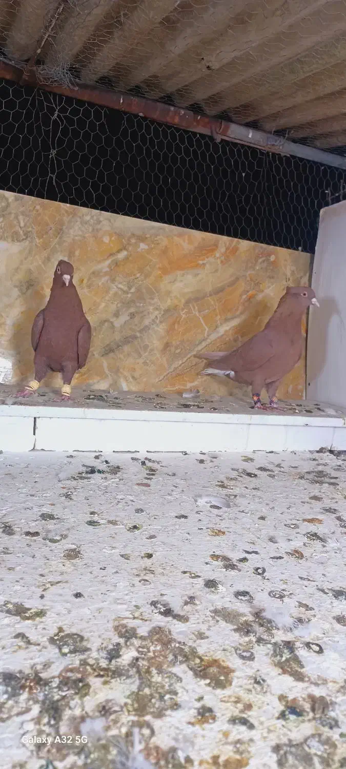 علی خلیلی|پرنده|مشهد, انصار|دیوار