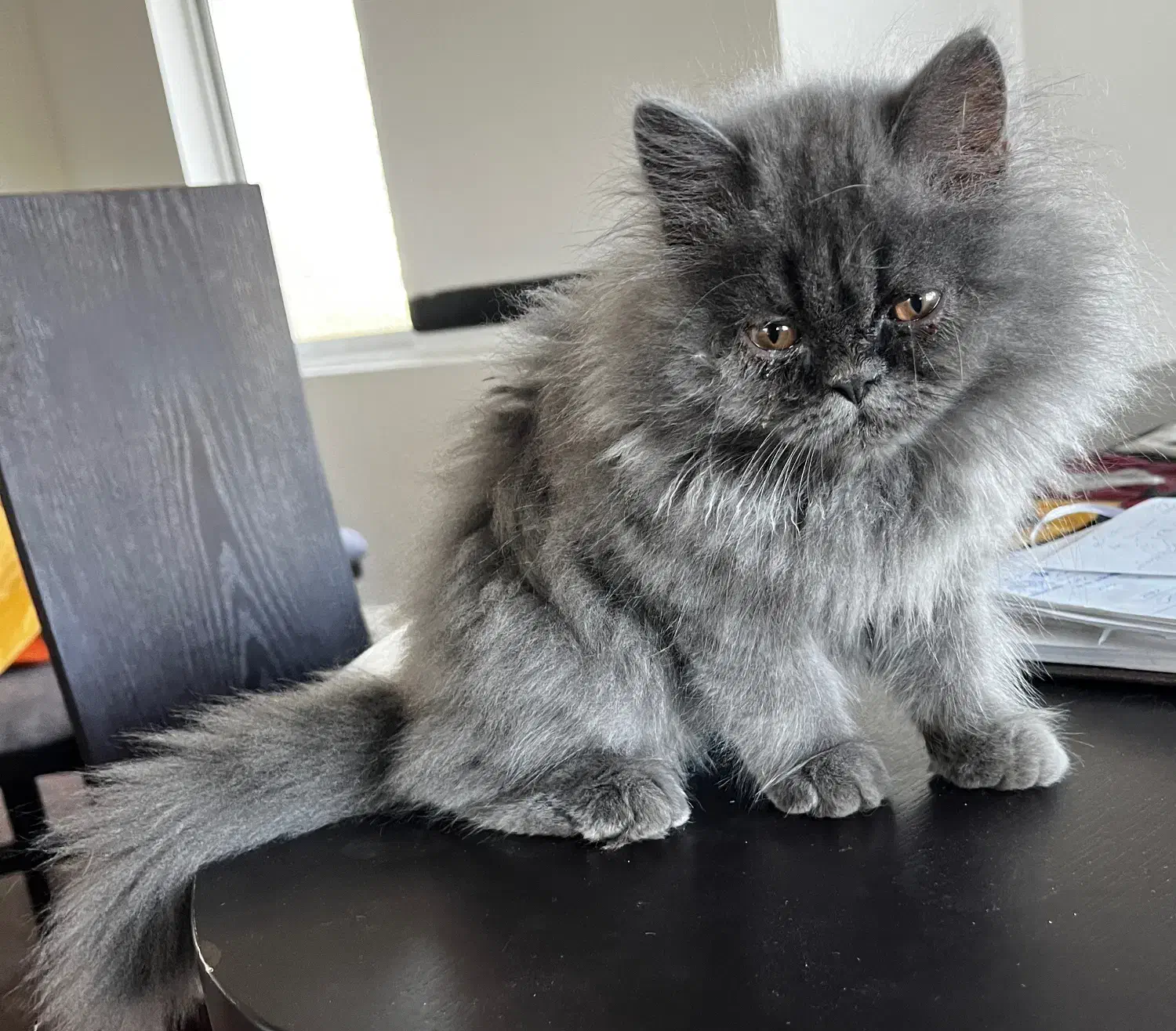 گربه پرشین|گربه|سورک, |دیوار