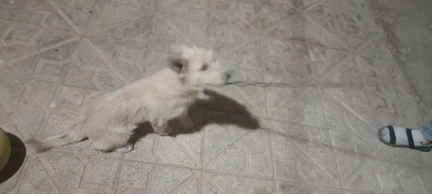 سگ پاکوتاه|سگ|زنجانرود, |دیوار