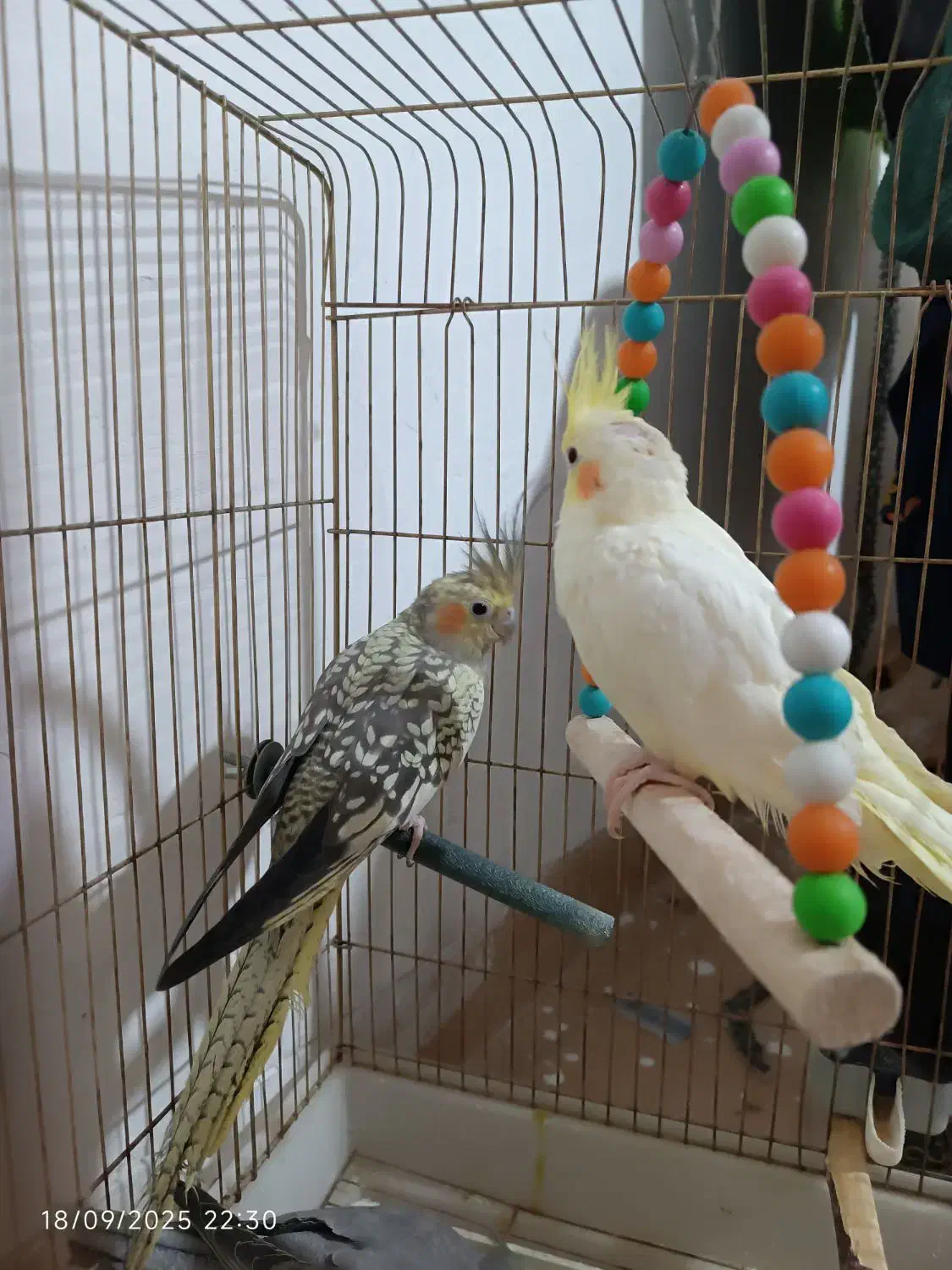 عروس هلندی|پرنده|گرمسار, |دیوار