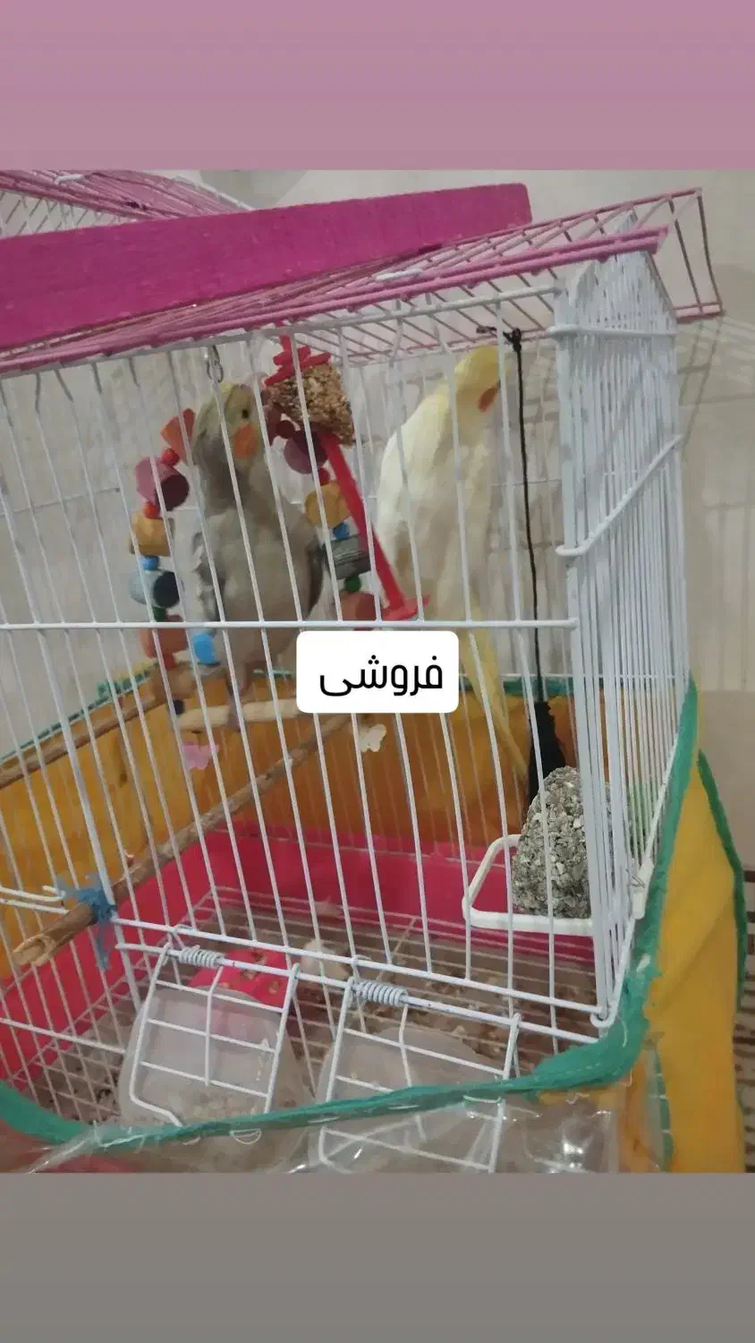 عروس هلندی|پرنده|عنبران, |دیوار