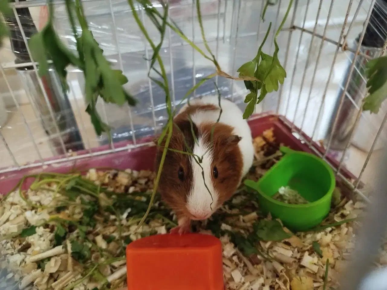 جفت خوکچه هندی بازیگوش نر و ماده سالم|موش و خرگوش|تهران, شهرک فردوس (حسینی)|دیوار