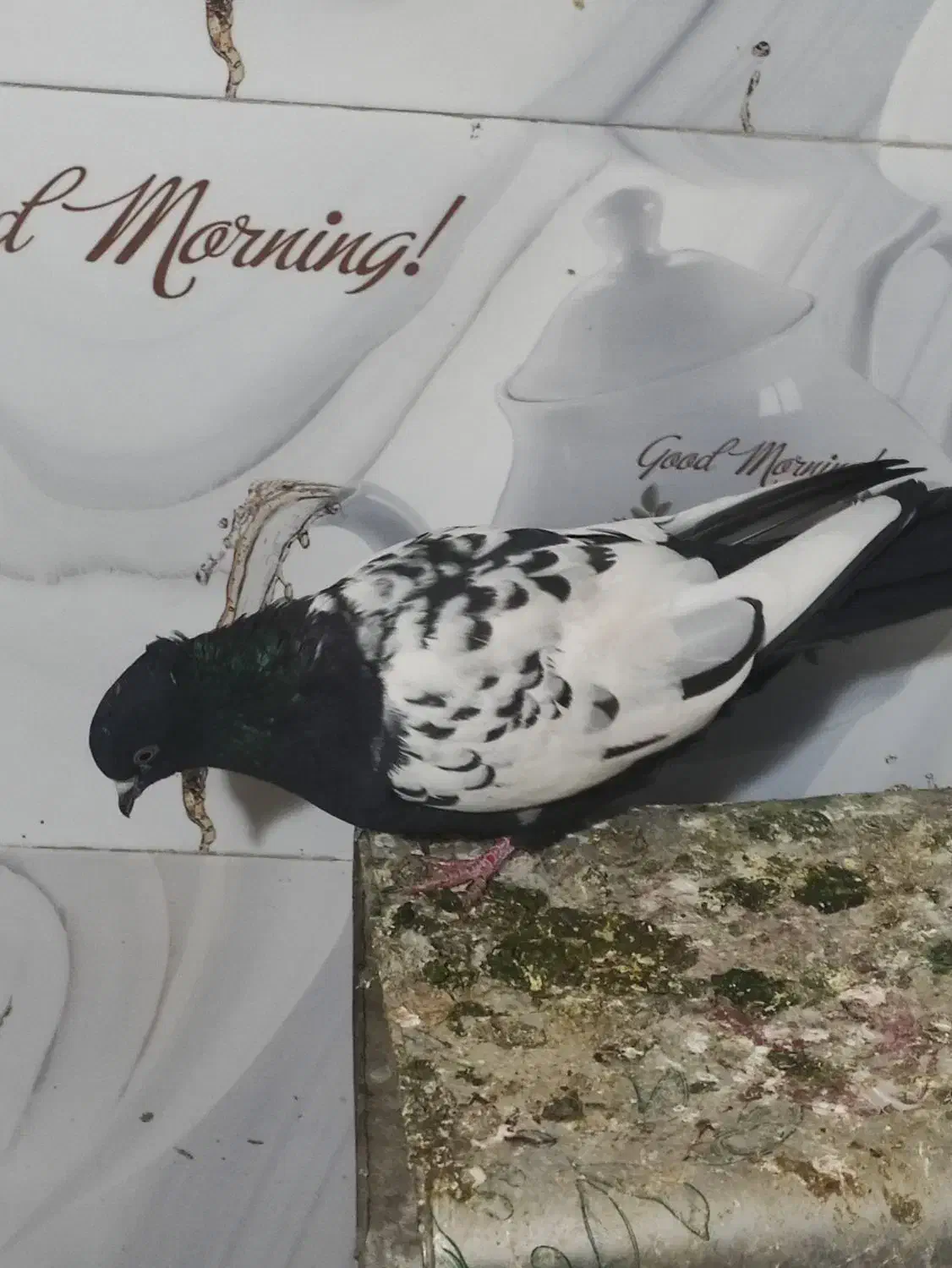 کفتر|پرنده|دورود, |دیوار