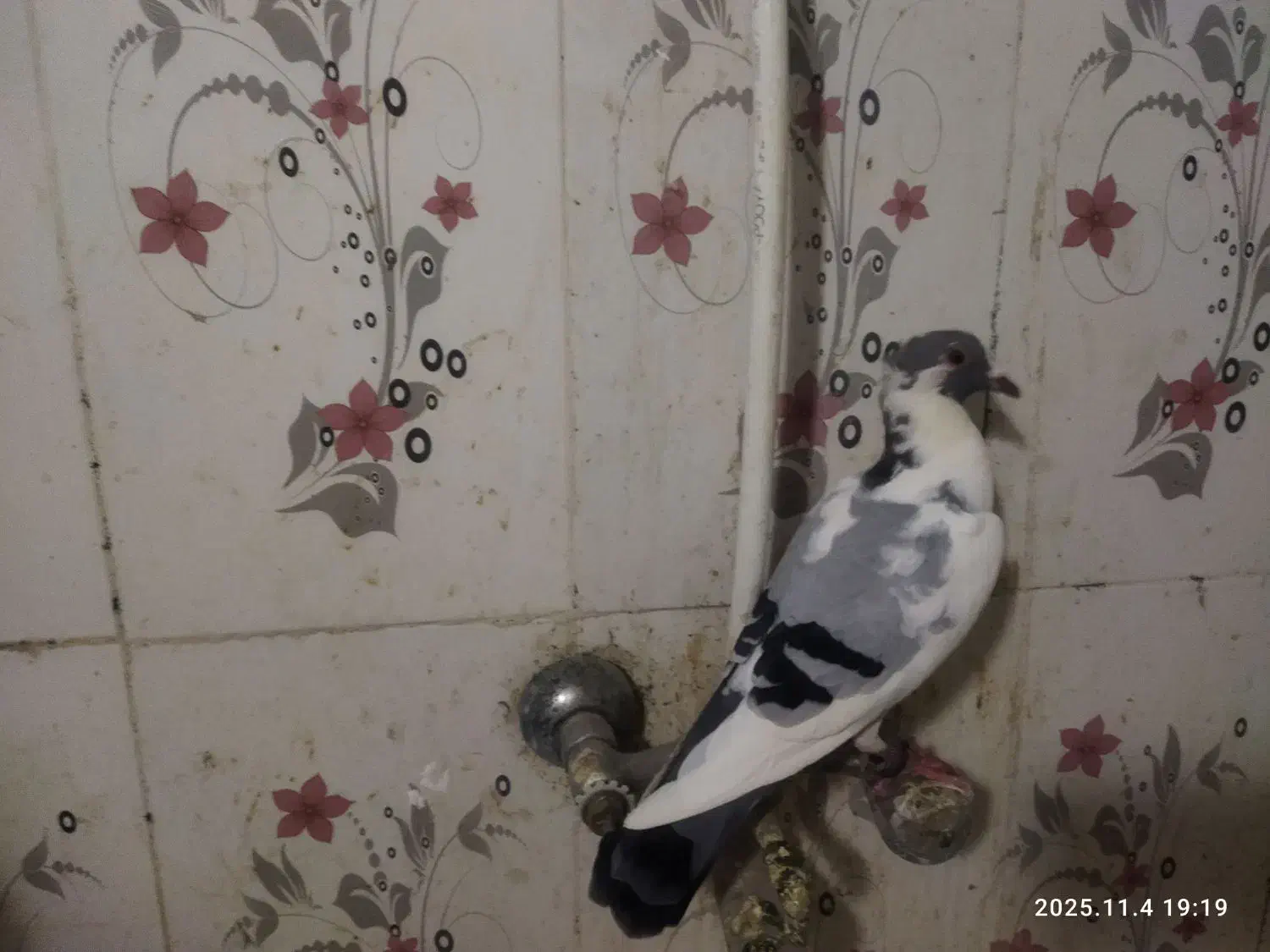 فروش 3عدد پلنگ کرمانی|پرنده|سراوان, |دیوار