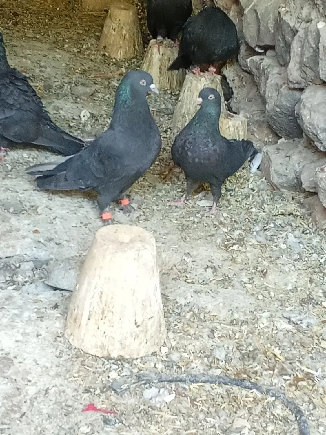 طوقی. زاغ|پرنده|سامان, |دیوار