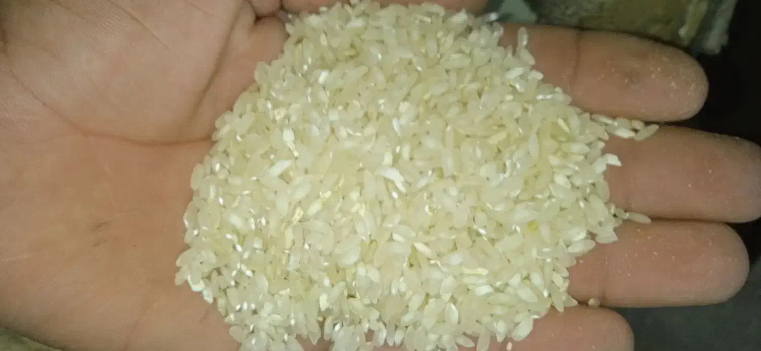 برنج کامفیروزی به شرط پخت|خوردنی و آشامیدنی|کامفیروز, |دیوار