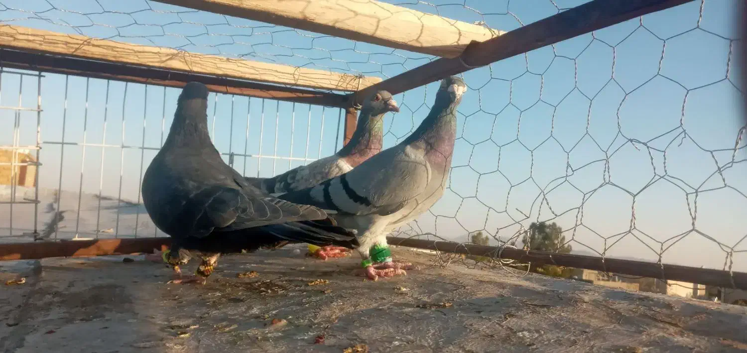 کفتر|پرنده|تربتحیدریه, شهرک ولیعصر|دیوار