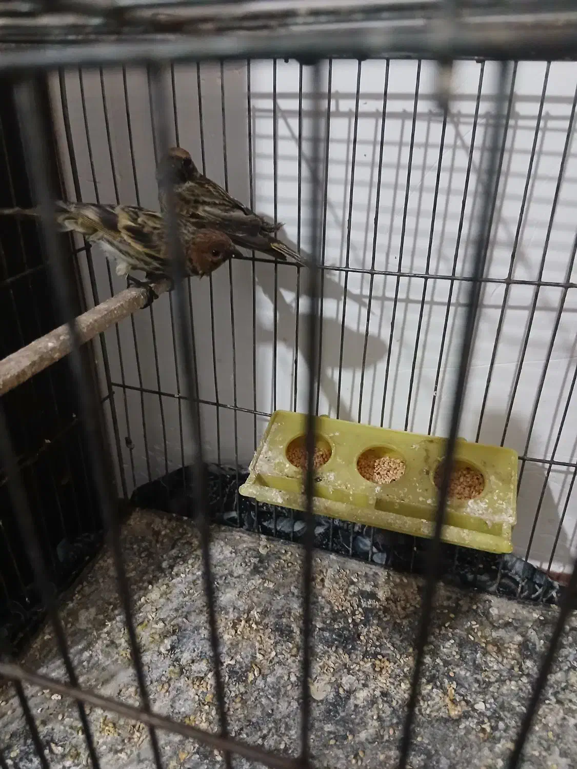 سهره گلبسر|پرنده|قزوین, |دیوار